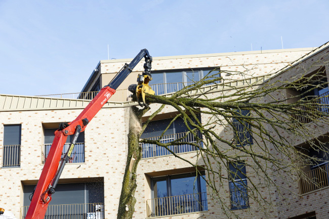F&auml;llung Baumhasel Hohenstaufenallee